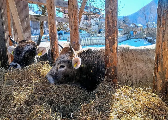 Koflhof Urlaub Auf Dem Bauernhof