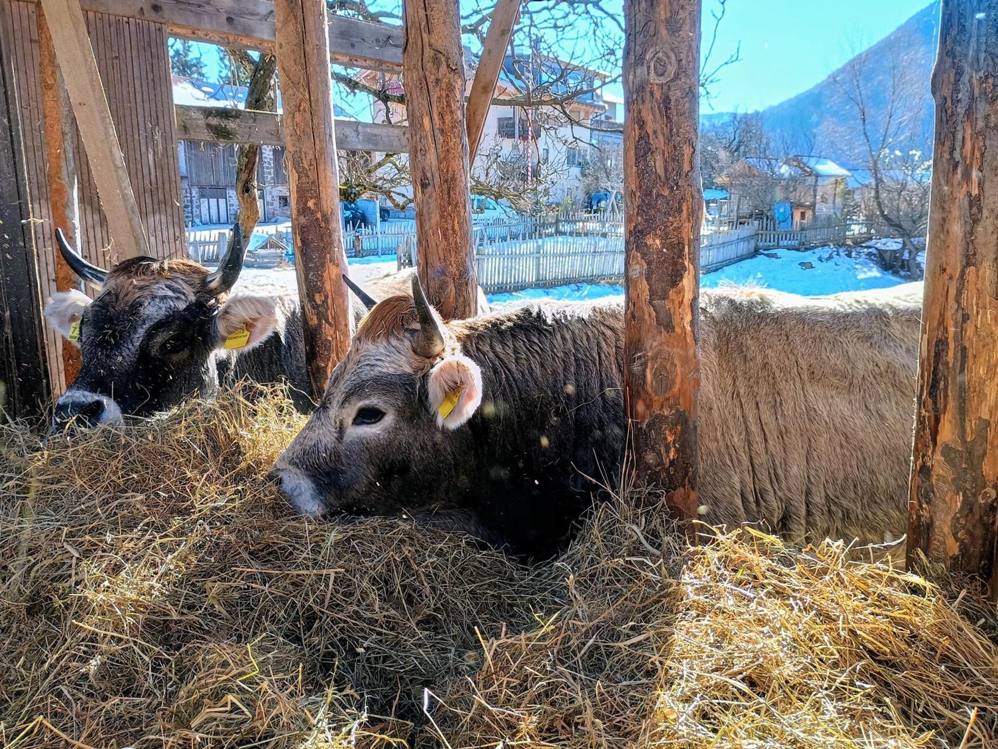 Bauernhof Koflhof Urlaub Auf Dem Bauernhof Aldein